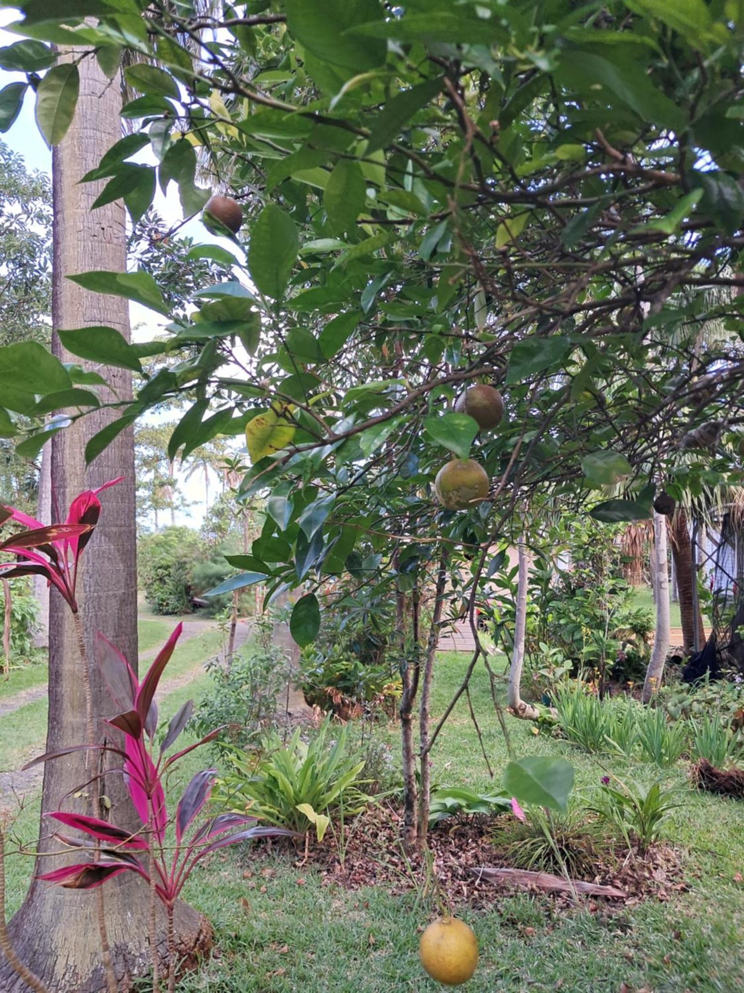 Le Four A Pain Bed & Breakfast Saint-Philippe Ngoại thất bức ảnh
